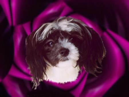 Frimousse      L'espoir