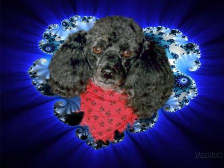 Cowboy        Petite boule noir