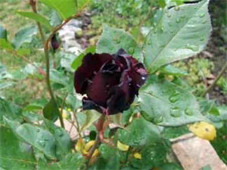 La rose noir